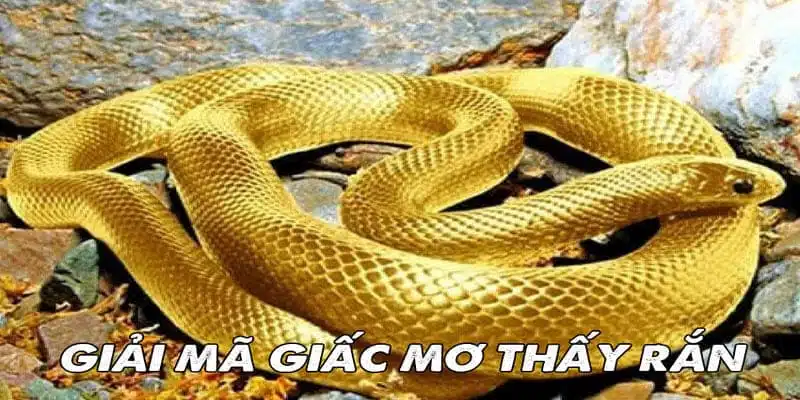 Mơ thấy rắn đánh con gì? Bí quyết gia tăng cơ hội