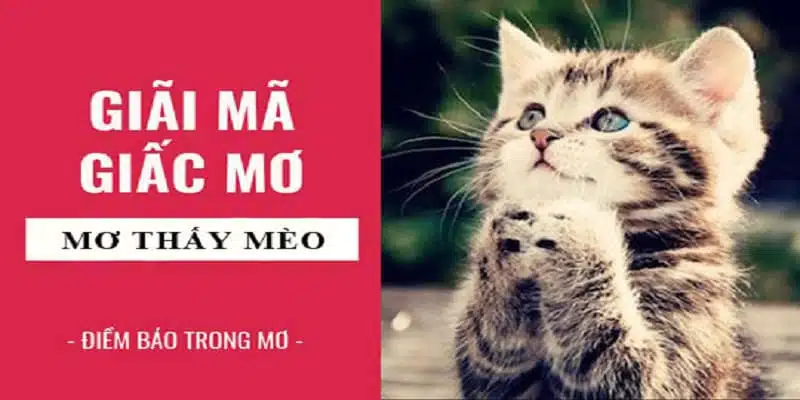 Mèo con xuất hiện trong mơ là lời cảnh báo về kế hoạch trong tương lai